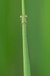 In the world of Damselflies