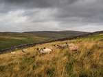Great Whernside