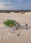 White sands at sunset