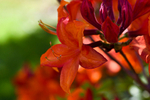 Orange Rhododendron - DSC_7465_00038