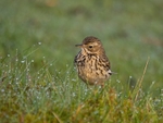 Meadow Pipit