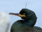 Shag close view, Inner Farne, Farne Islands