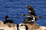 Imperial Shag flying past colony, Carcass Island, Falklands