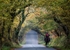 Autumn leaves tunnel