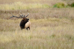 Rocky Mountain Bugle