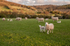 Rushbury sheep and Roman Bank