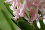 Flowers Set 12 - 27