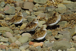 Dunlin (2)