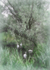 M32 Under the Willows