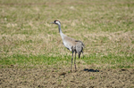 Common Crane