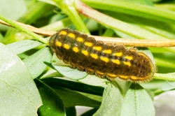 Adonis Blue Larvae