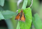 Large Skipper