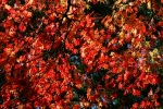 Westonbirt _WB012