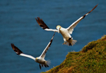 Gannets in flight