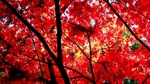 Maple Fire 4820