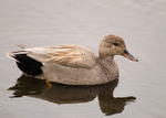 Gadwall