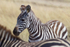 Young Zebra