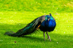 Peacock - DSC_8119