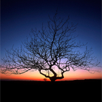 Ash Silhouette, Scales Moor, Yorkshire Dales EDC026