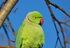 Ring-necked Parakeet