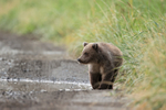 Brown Bear cub evening walk on trail, Silver Salmon Creek, Alaska