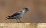 Jackdaw - Corvus monedula