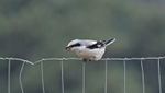 Great Grey Shrike
