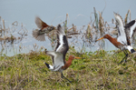 Black-tailed Godwits .... and a Redwing!