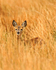 Young Roe Deer standing in long grass on Islay