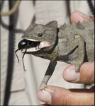 Namibia Walvis Bay desert camelian eating insect 5 border