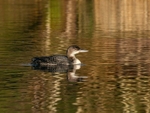 Great Northern Diver