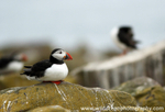 SBA019: Resting puffin