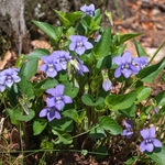 Common dog violet (Viola riviniana) also  known as Wood violet