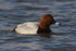 Pochard (male)