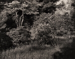 Arboretum, Pennsylvania, #2, 1984