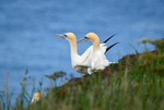 Gannets