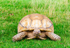 Tortoise - DSC_1460