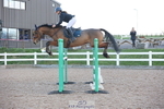 Cls 21 Foxhunter and 1.20m Open portfolio