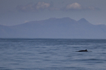 Minke Whale, Isle of Mull