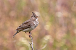 Crested Lark