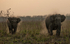 Charge of elephants