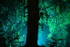 Westonbirt _WB036