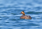 Bl;ack-necked Grebe - Podiceps nigricollis