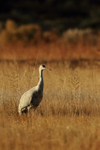 Sandhill Crane, late afternoon light, Bosque del Apache, New Mexico