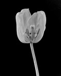 Missing Petal