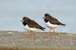 Turnstones