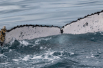 Disappearing Fluke 3