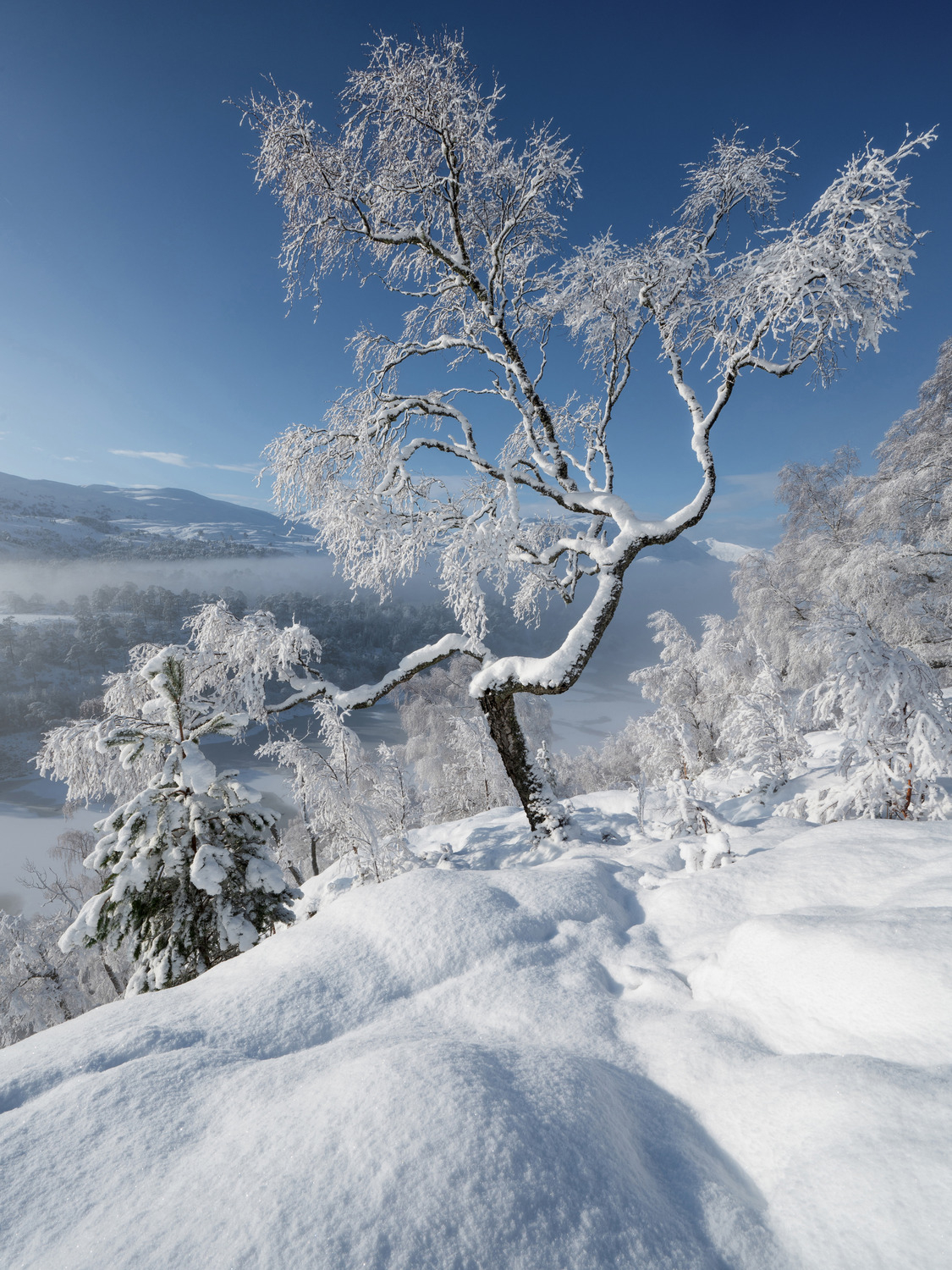 Silvered Birch