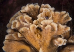 Clathria barleei