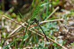 Golden-ringed Dragonfly